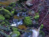 Am unteren Reitnerbach